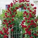 Trandafiri urcatori parfumati-20+10 gratis