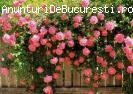 Trandafiri urcatori parfumati-20+10 gratis