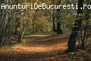 Domeniul Forestier in Germania 1400 eur